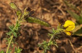 Image result for Adenocarpus