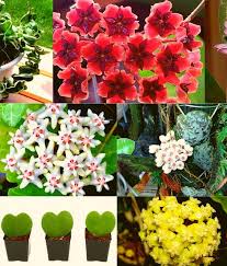Image result for hoya plant flower