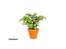 Image result for Ktenante Ctenanthe