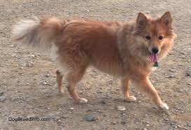 Buy and sell dogs to buy on animals sale page 1. Poshies Dog Breed Information And Pictures