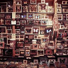 Vintage Cabinet Of Curiosities Butterfly Butterfly Frame