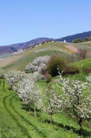 Fruhling Im Weinparadies Bei Kappelrodeck Waldulm Schwarzwald Paradies Reiseangebote