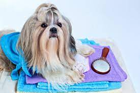 How To Care For Shih Tzu Hair - Tips For Brushing A Shih Tzu, Removing Shih  Tzu Hair Knots, Bathing A Shih Tzu, And Doing A Top Knot Hair Style | First