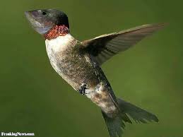 Gambar ayam editan lucu terlihat keren. Gambar Ikan Lucu Kartun Dan Asli Bikin Ngakak