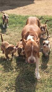 The owner of the dog is too old to be caring for these rowdy puppies, so the obligation falls to me. 3 Beautiful Pitbull Female Puppies Left 8 Weeks Old Ready For New Homes Durban Dogs Puppies Public Ads 97765