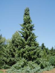Picea omorika 'pendula bruns' _ serbian spruce _. Picea Omorika Berliner 039 S Weeper Serbian Spruce Conifer Trinomial American Conifer Society