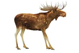 Check spelling or type a new query. Moose Definition And Meaning Collins English Dictionary