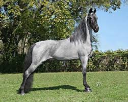 A tennessee walking horse will nod its head in rhythm with the cadence of its feet. Tennessee Walking Horses Tennessee Walking Horse Walking Horse Rare Horses