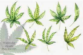 Be sure to check out our website at svgfilesfree.com. Cannabis Leaves Graphic By Hannayelsukova Creative Fabrica