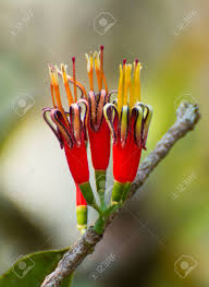 Image result for Loranthaceae