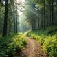 SALC Program - Forest Bathing at Abbey Gardens event image