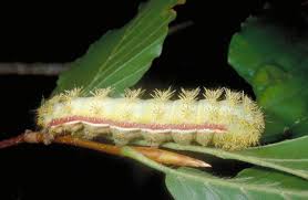 I found an orange caterpillar with a football lace like black stripe all the way down it's body with little white pin point dots around it can you help me identify it? Stinging Caterpillars Entomology