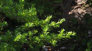 Image result for Surianaceae