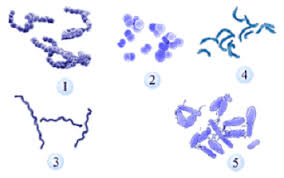 Proprofs quiz bahasa indonesia kelas 8 semester 2. Kuis Quiz Proprofs Quiz
