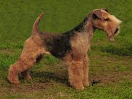 Image result for lakeland teriér