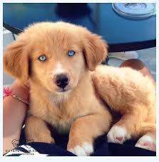 The most recent published articles. Golden Retriever Mix What Do You Need To Know Golden Retriever Club