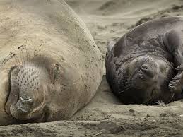 One thought on fashion land alissa. Elephant Seals Take Over Beach Left Vacant By Us Shutdown Wildlife The Guardian