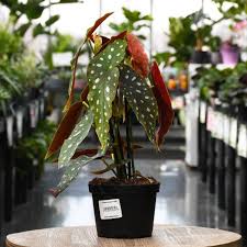 Image result for Begonia macrocarpa