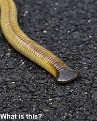 what is this long worm with flat head?