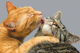 Schedule a vet visit to identify any underlying medical issues, and discuss treatment options. Why Do Cats Groom Each Other Catster
