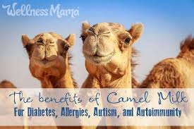 benefits of camel milk help for