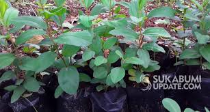 Daun bidara sendiri berwarna hijau dan memiliki bentuk elips. Bidara Arab Tumbuh Subur Di Pajampangan Sukabumi Per Pohon Rp 30 000