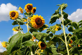 West lafayette, atop a bluff to the west of the river, is more modern and has a typical college town look. Local Flower Farm Supports Child With Down Syndrome
