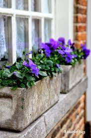Madelief Window Box Flowers Flower Boxes Window Box