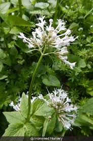Image result for Valeriana capensis