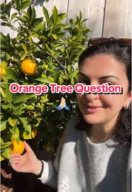 Hamlin Vs Valencia Orange Tree