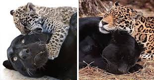 Buy 'black panther' by paparaw as a canvas print. Lovely Images Of Black Jaguar Playing With Her Spotted Baby I Can Has Cheezburger
