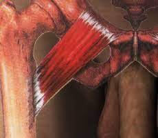 Musculo Pectineo Blog De Fisioterapia