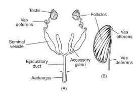 Reproduction Male Insects