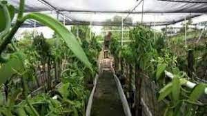 Vanilla The Next Hydroponic Cash Crop The Urban Vertical Farming Project