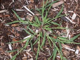 Image result for Digitaria seriata