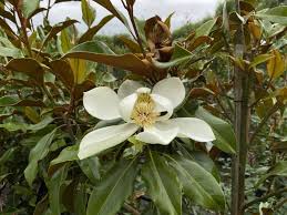 Teddy bear is another dwarf magnolia which can grow upwards to 20 feet tall and about 10 feet wide. Magnolia Grandiflora Kay Parris Evergreen Magnolia Leafland Wholesale Tree Nursery