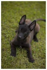 Learn About Caring For A Dog With This Article Malinois Dog Malinois Puppies Belgian Malinois Puppies