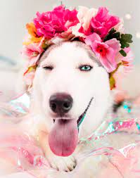 Happy national puppy day 2021 in advance. 10 Ways To Celebrate National Puppy Day Petsies