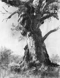 John Mccartin Australian Artist Landscape Drawings Tree Drawing Charcoal Art