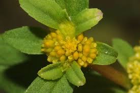 Image result for Flaveria trinervia