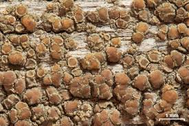 Image result for Lecaniodiscus