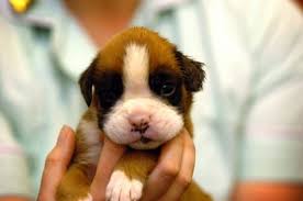 Cute Boxer Puppy Boxer Dogs Boxer Puppies Boxer Puppy
