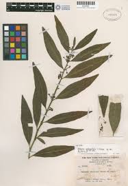 Image result for Solanum litoraneum