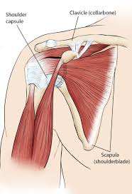 Anterior graphic of the shoulder. 3 Uniquely Powerful Exercises To Address The Root Cause Of Your Shoulder Pain Laguna Orthopedic Rehabilitation