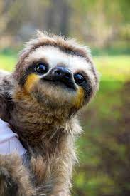 Sloth Babysloth Due To The High Demand Actual Waiting Period Is At Least 14 17 Months After The Date Of Pur Cute Baby Sloths Cute Sloth Pictures Cute Animals