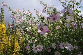 Lavatera Barnsley Baby Bbc Gardeners World Magazine