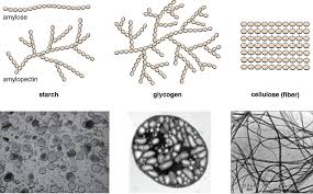 Preparation of glucose chemistry 412. Polysaccharides Types Definition Structure Foods