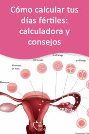 Como Calcular Tus Dias Fertiles Calculadora Y Consejos Sintomas De Ovulacion Alimentos Para La Fertilidad Sintomas De Embarazo