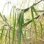 Image result for Phragmites mauritianus