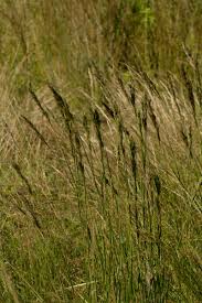 Image result for Eragrostis chapelieri